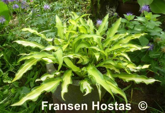 Hosta Sizzle